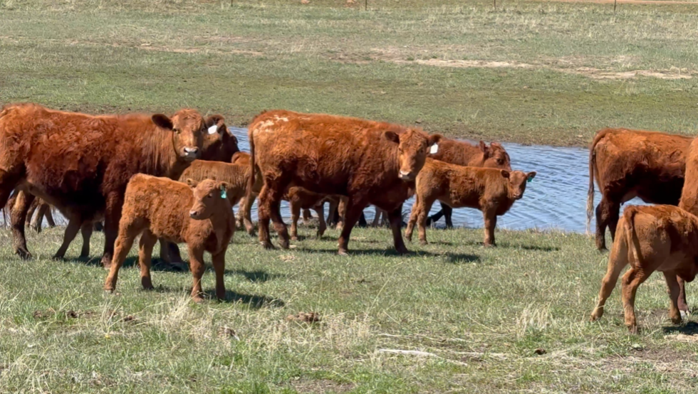 18 FANCY RED ANGUS PAIRS! HP430A5
